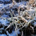 Frostiger Spaziergang im Januar 2024 - Eisdetails (8)