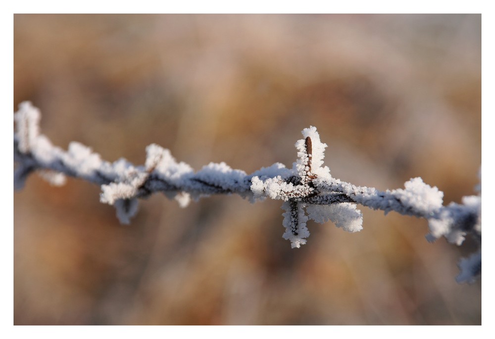 Frostiger Stacheldraht.