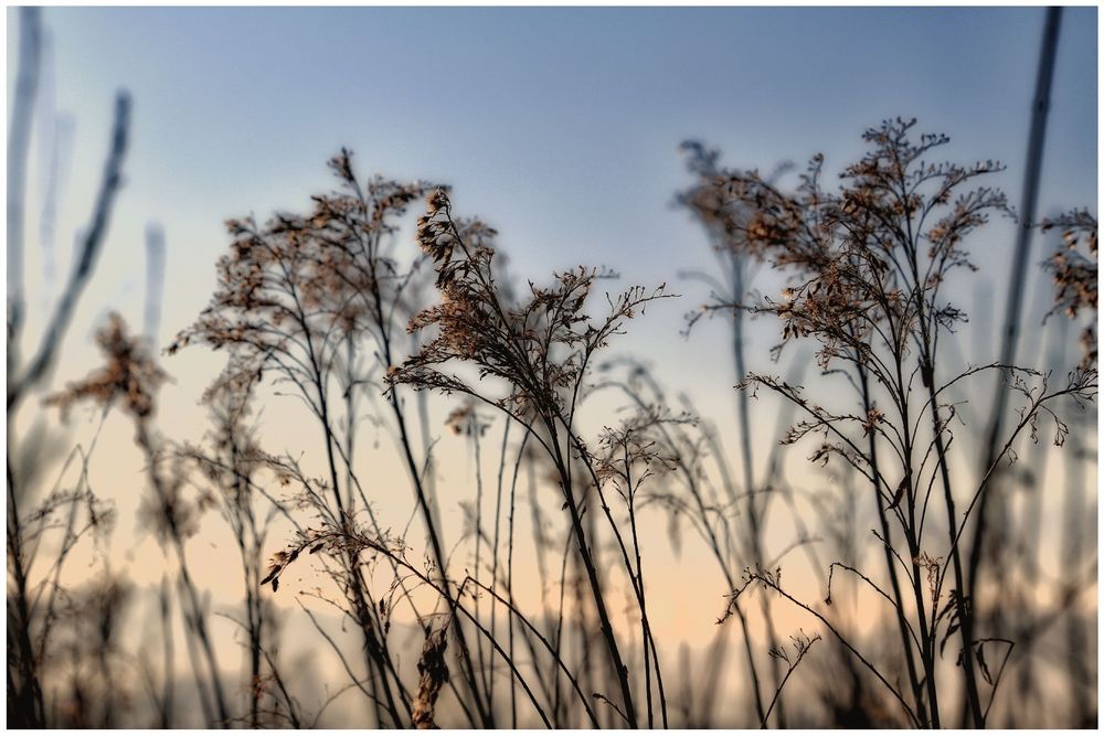 frostiger Vorfrühling