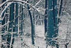 Frostiger Wald