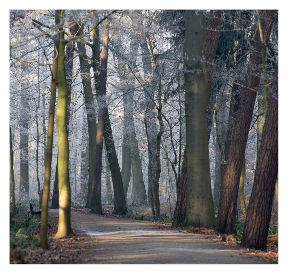 Frostiger Wald Foto &amp; Bild | natur Bilder auf fotocommunity