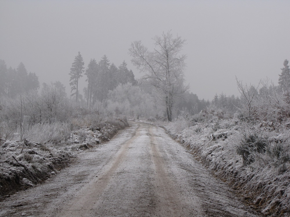 Frostiger Wald