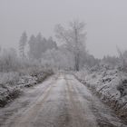 Frostiger Wald