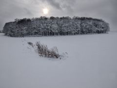 frostiger Wald