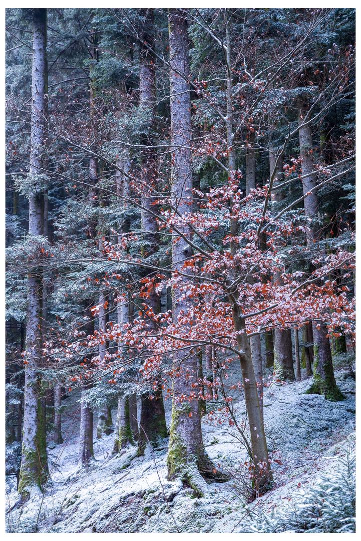 Frostiger Wald mit einem Hauch Herbst