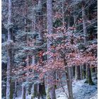 Frostiger Wald mit einem Hauch Herbst