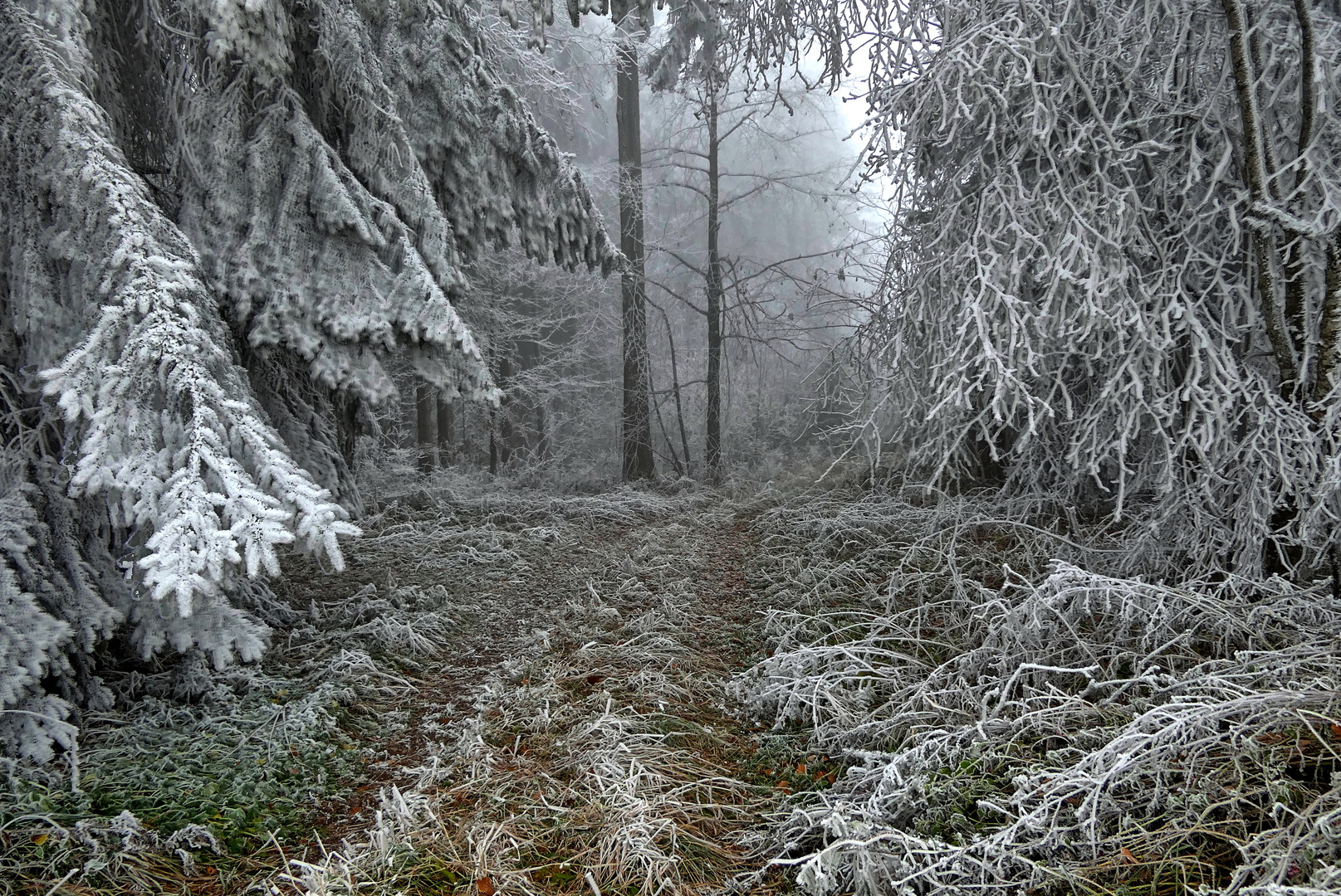 frostiger Waldweg