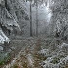 frostiger Waldweg