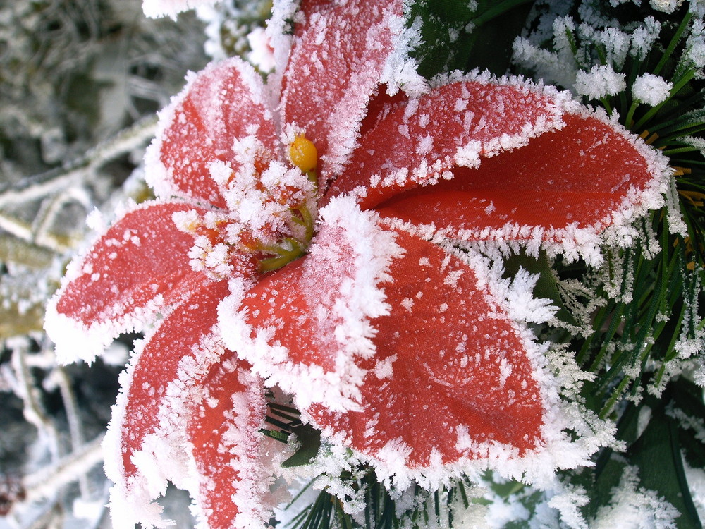 Frostiger Weihnachtsstern