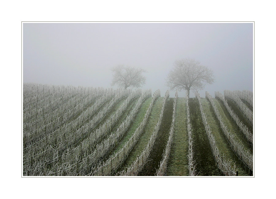 Frostiger Weinberg