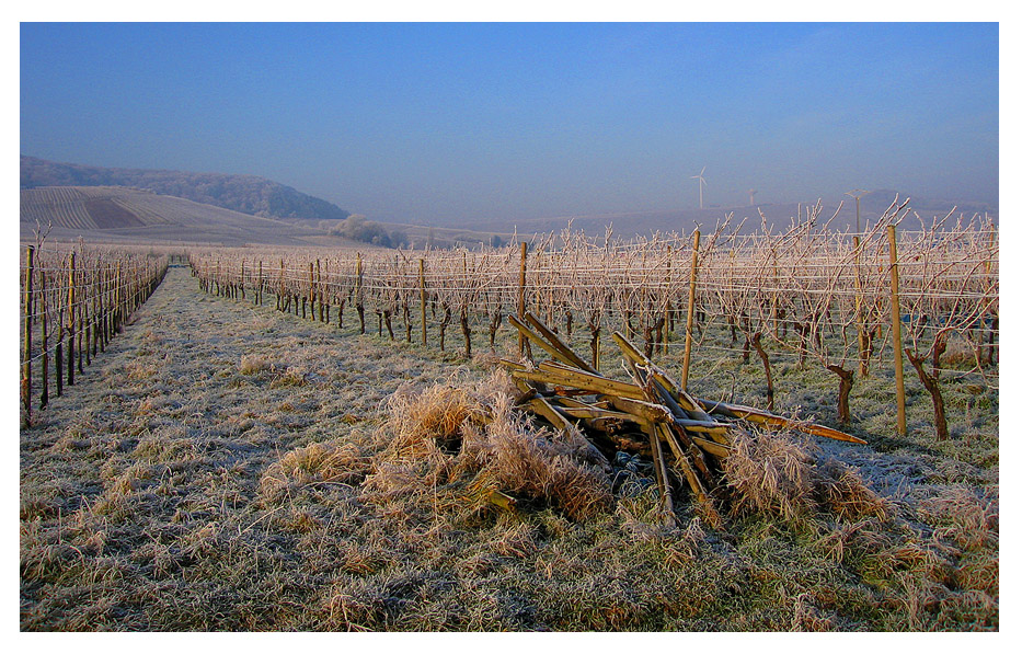 Frostiger Weinberg