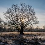 Frostiger Wintermorgen