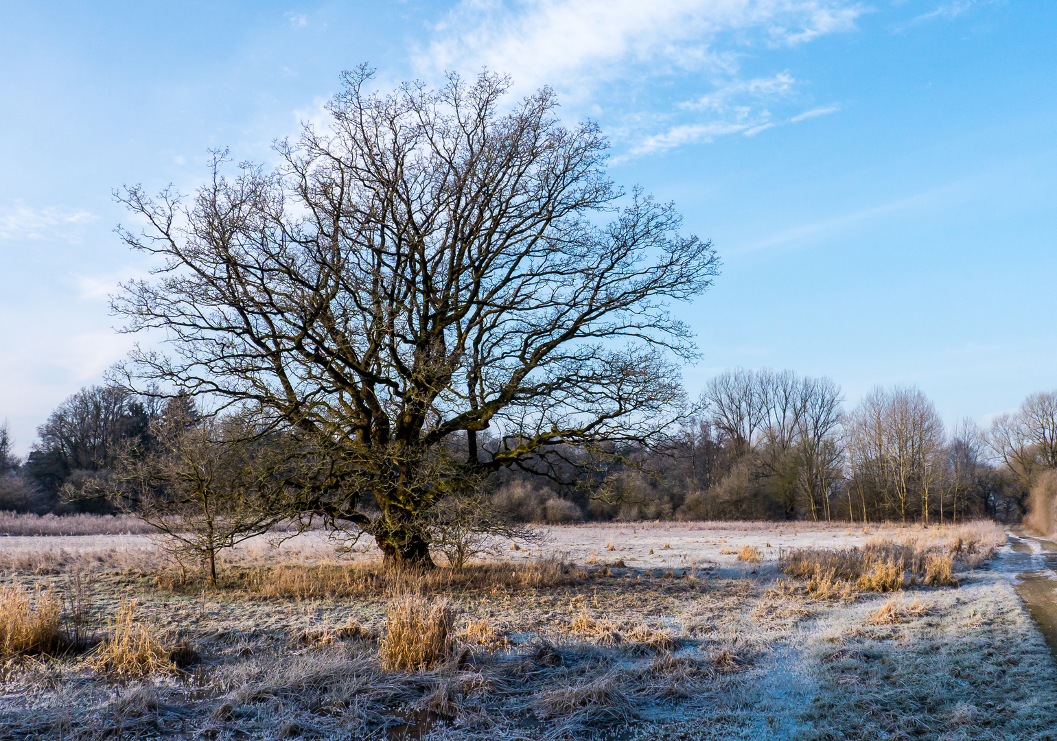 Frostiger Wintermorgen (2)