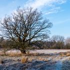 Frostiger Wintermorgen (2)