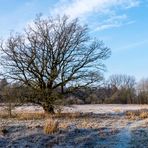 Frostiger Wintermorgen (2)