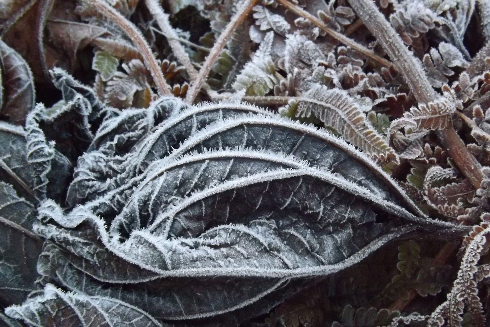 Frostiger Wintermorgen Foto &amp; Bild | jahreszeiten, winter, natur Bilder ...