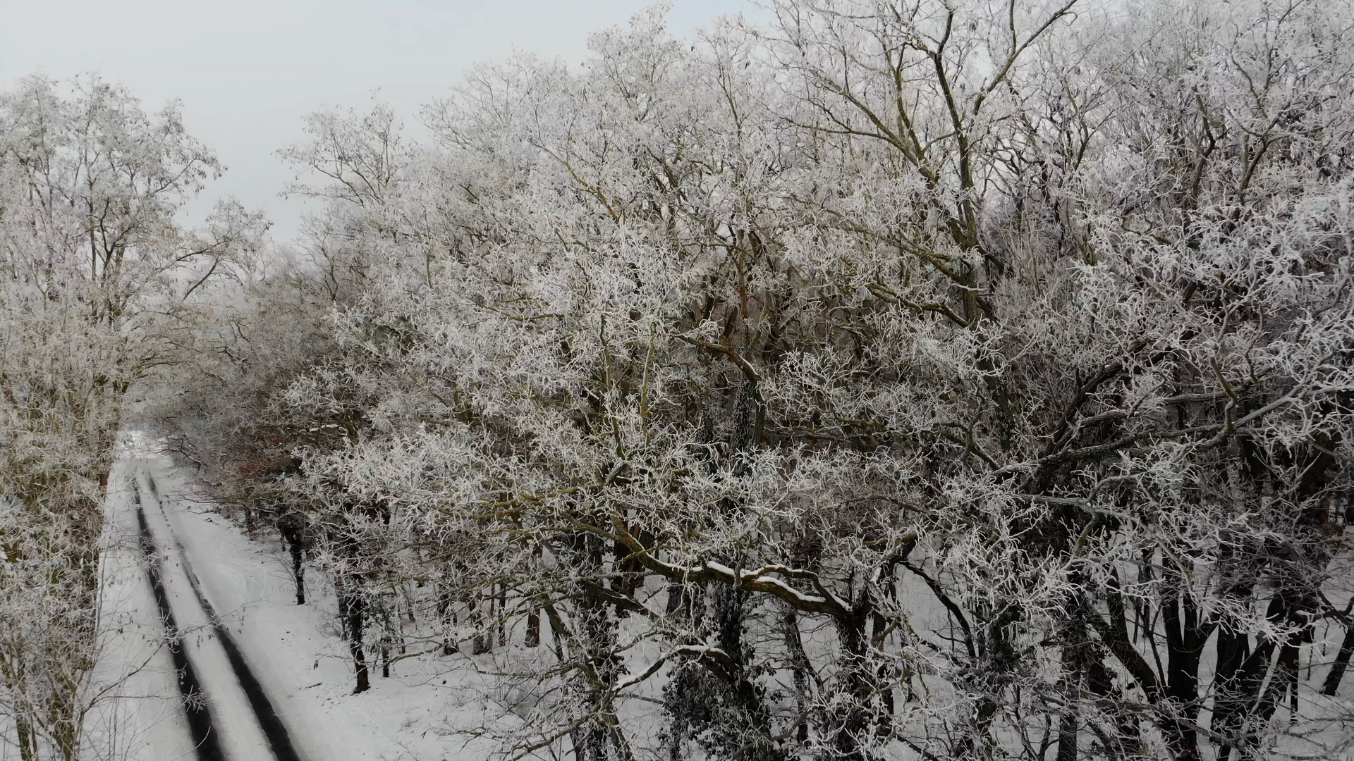 Frostiger Winterwald