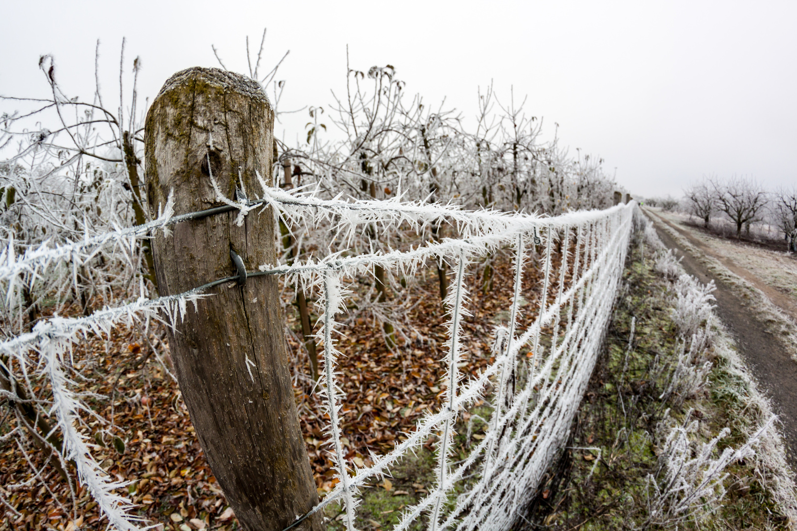 Frostiger Zaun