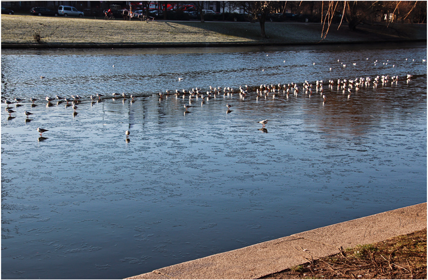 Frostiges am Urbanhafen