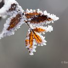 Frostiges Blatt