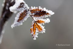 Frostiges Blatt