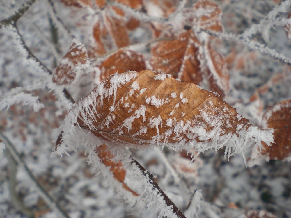 Frostiges Blatt