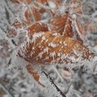 Frostiges Blatt