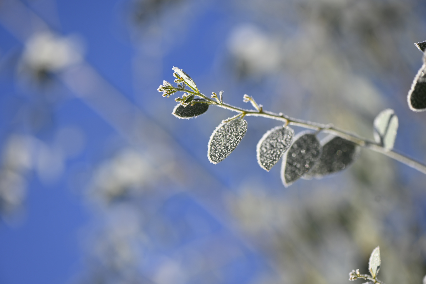 Frostiges Blattgrün