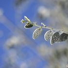 Frostiges Blattgrün