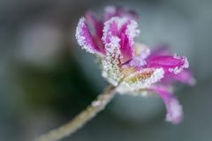 Frostiges Blümchen