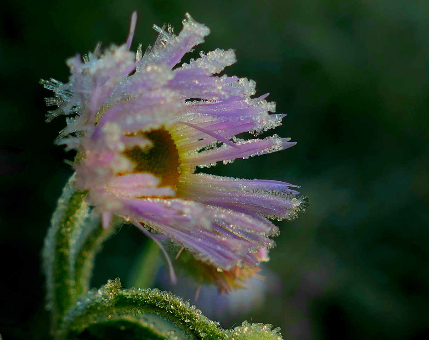 Frostiges Blümchen 