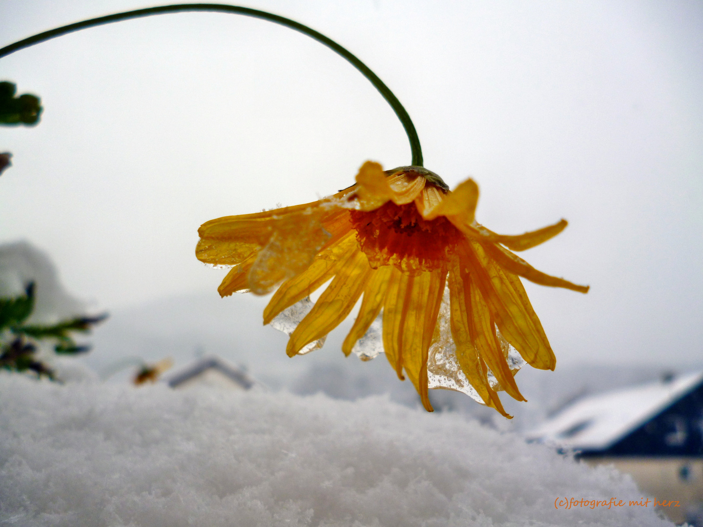 Frostiges Blümchen