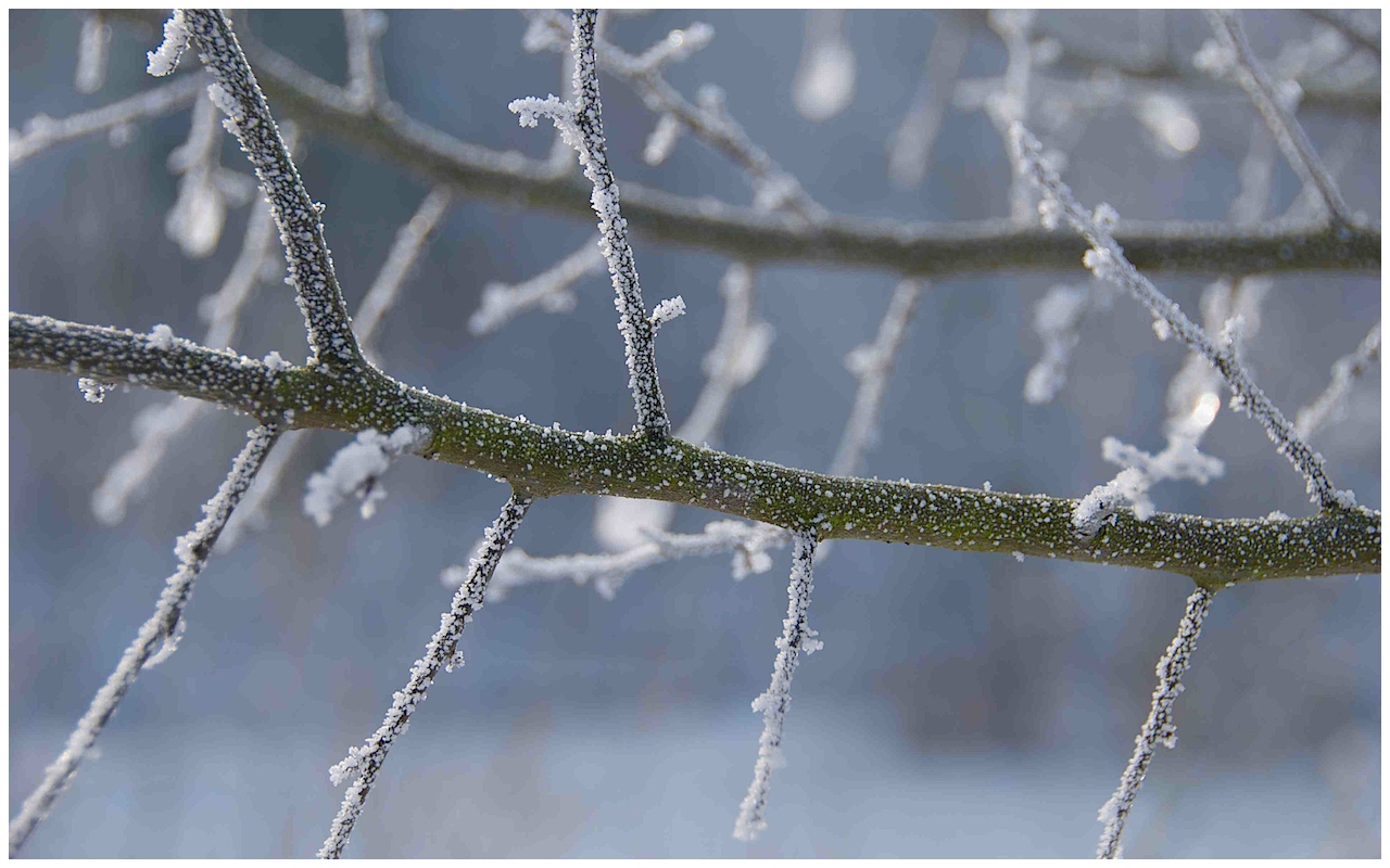 Frostiges Detail