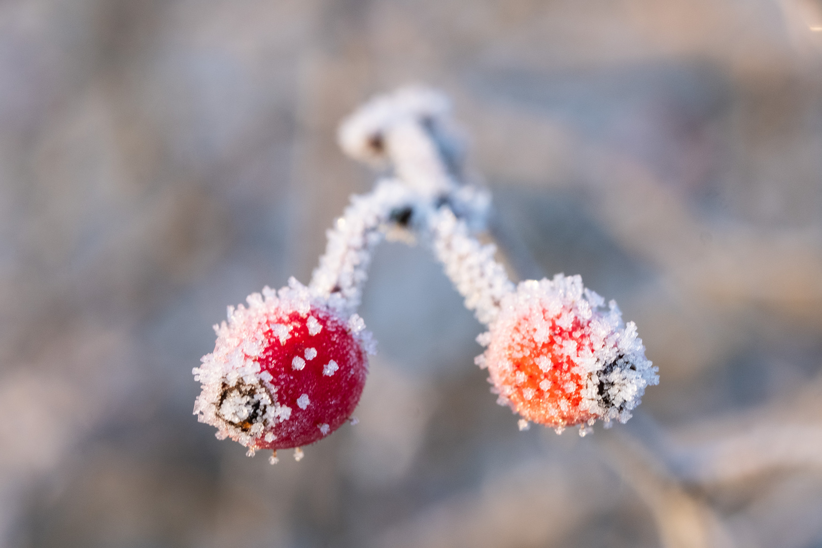 frostiges Duo