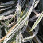 Frostiges Eiskristall-Gras