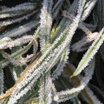 Frostiges Eiskristall-Gras