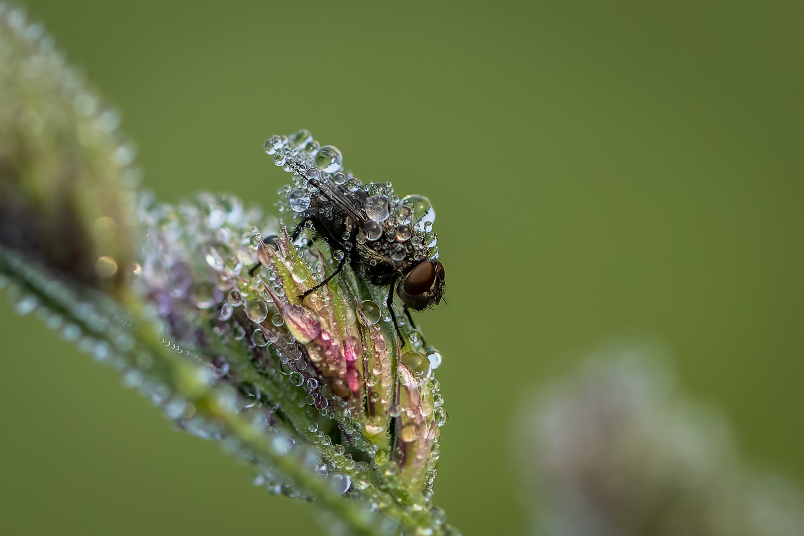 Frostiges Erwachen