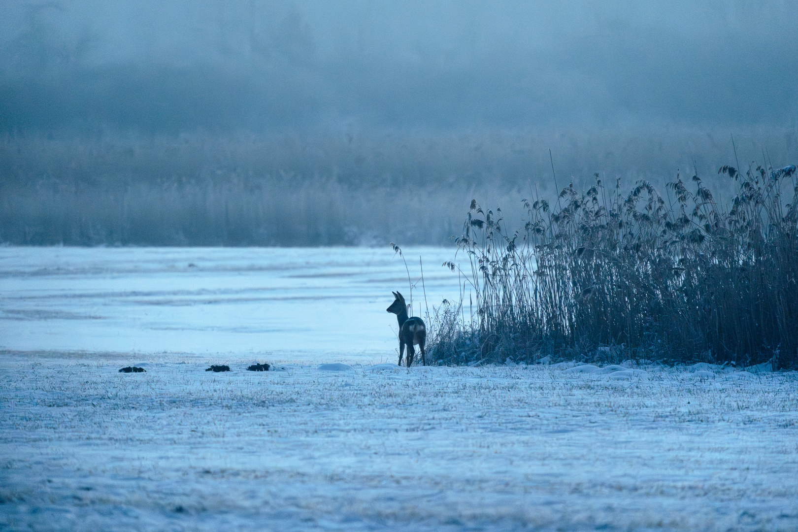 Frostiges Erwachen