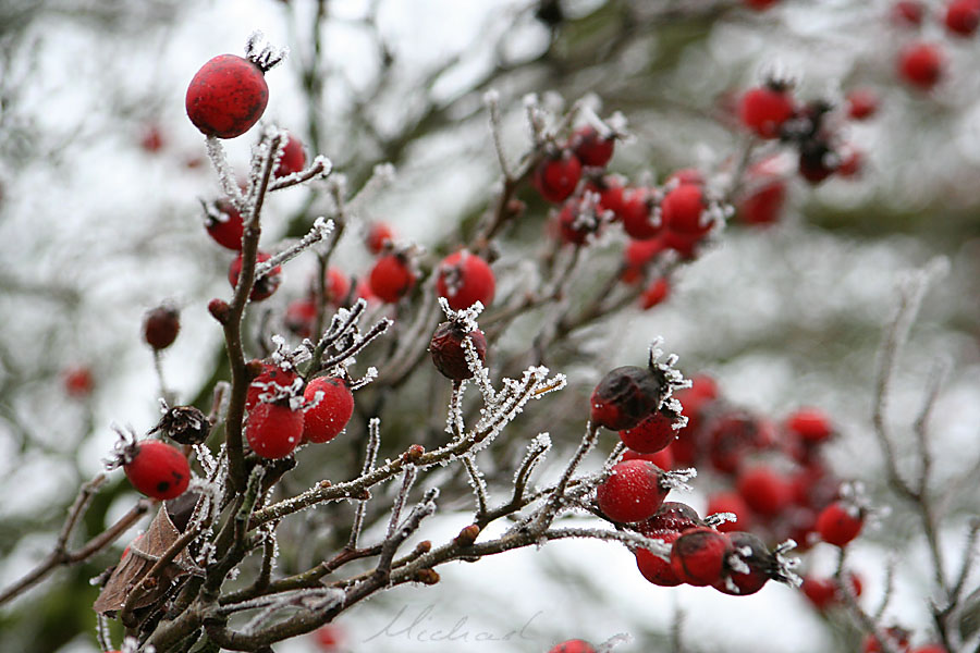 Frostiges Farbenspiel am Hagebuttenstrauch