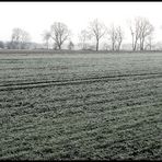 frostiges Feld