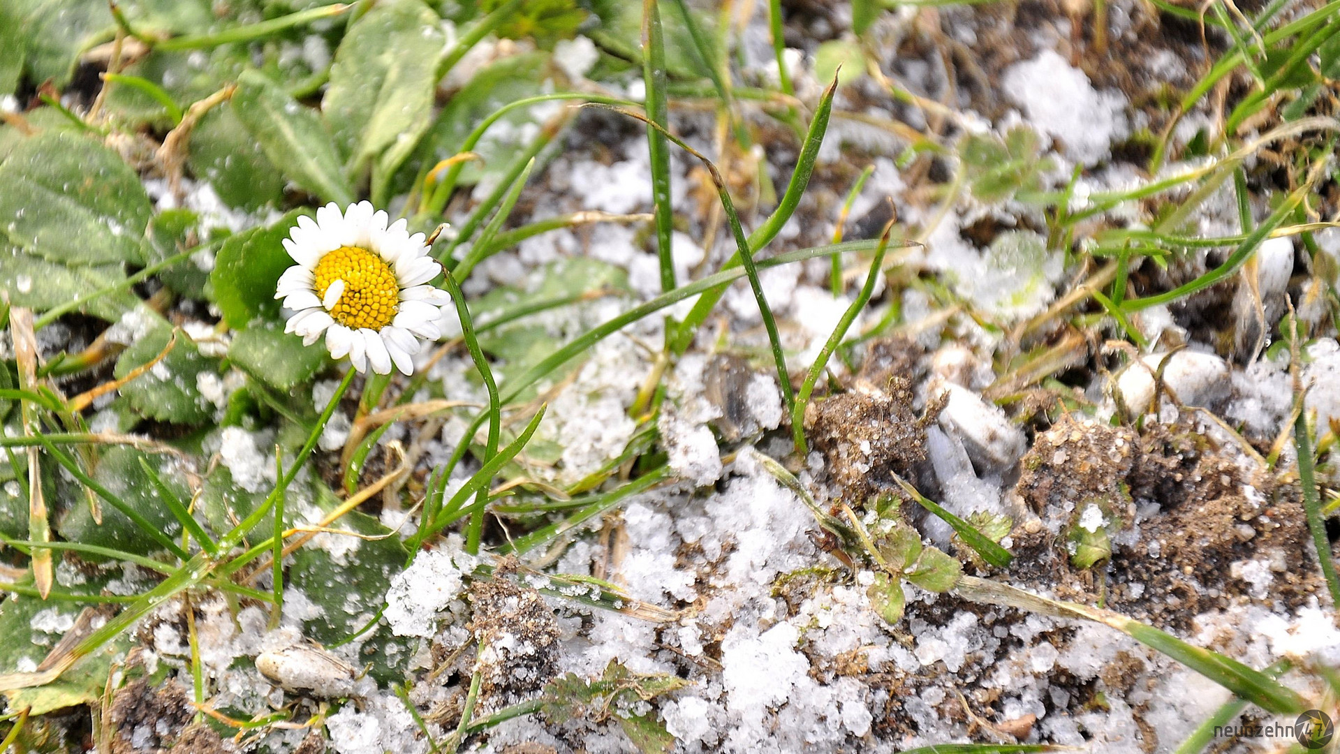 Frostiges Gänseblümchen