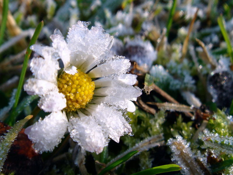 Frostiges Gänseblümchen in Prag