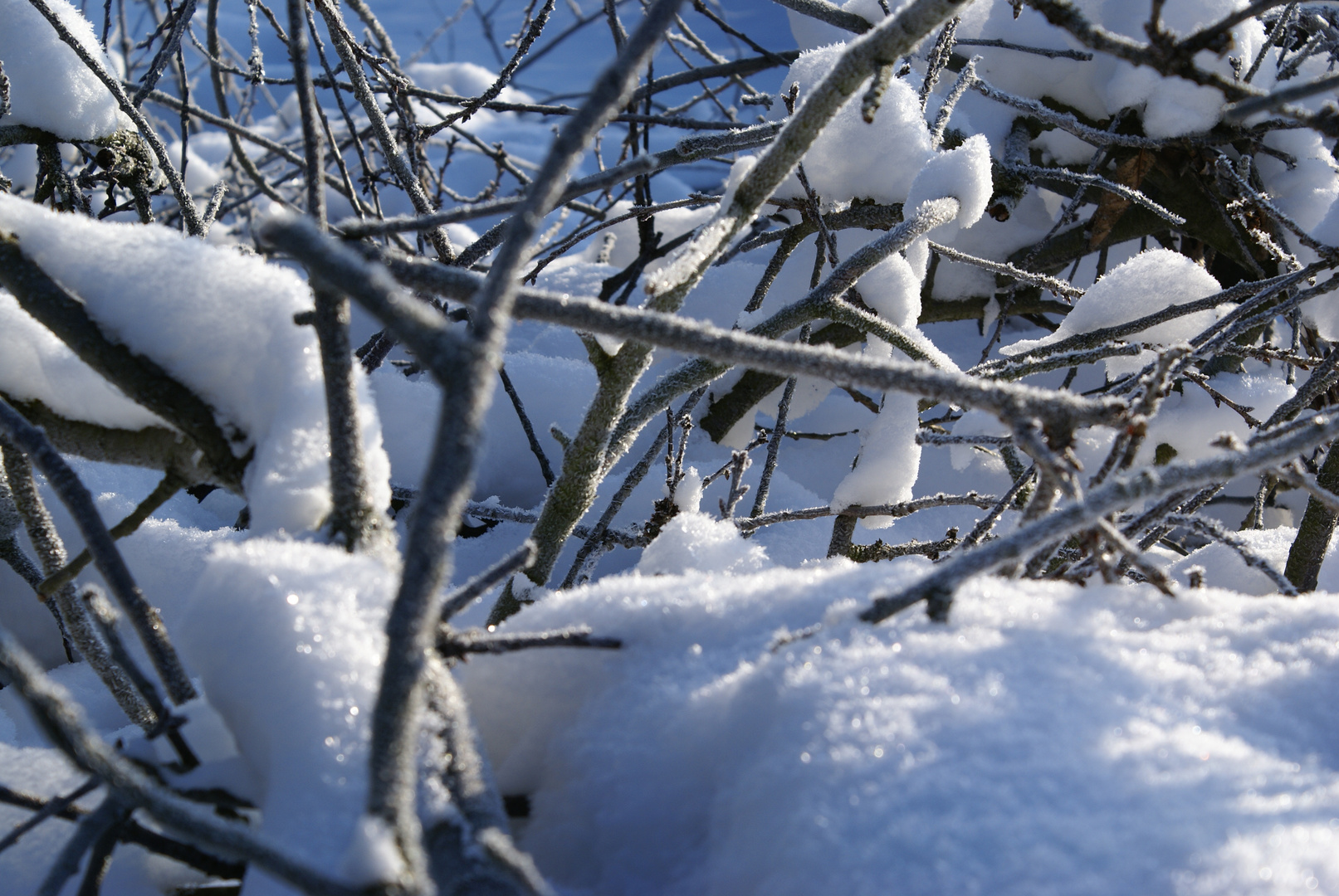 Frostiges geäst