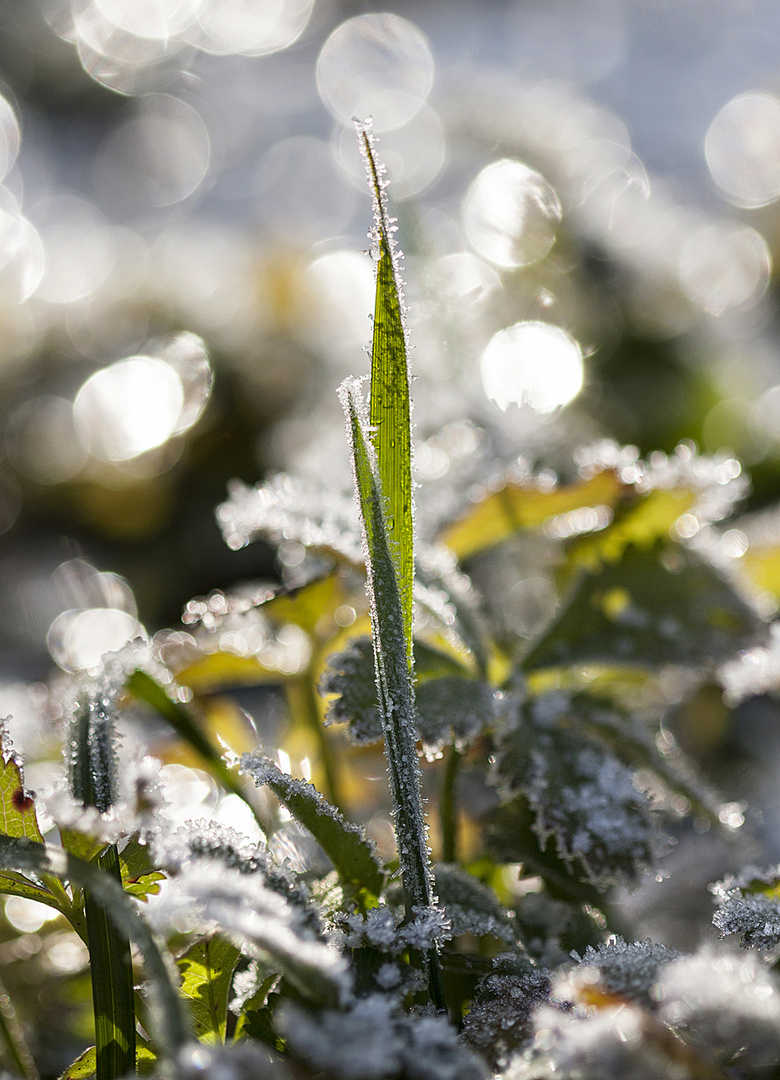 frostiges Gras