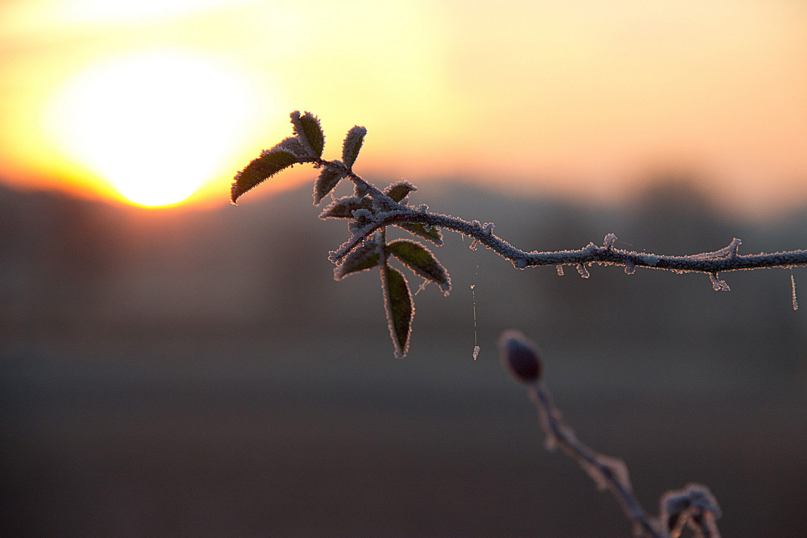 Frostiges in der Morgensonne