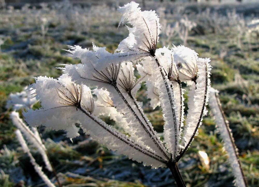 Frostiges in der Natur...Fotomotive satt.