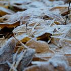 frostiges Laub