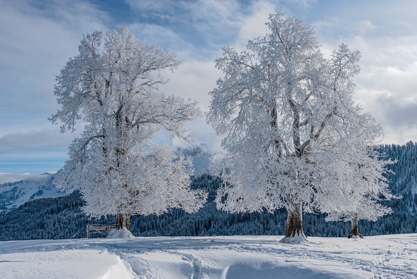 frostiges Linden-Trio