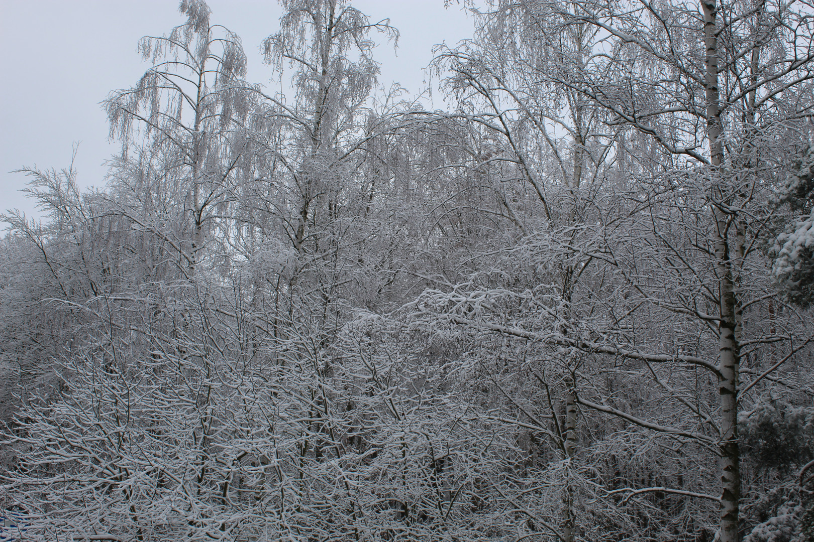 frostiges Märchenwaldmotiv