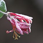 Frostiges Mittwochs- Blümchen :-)